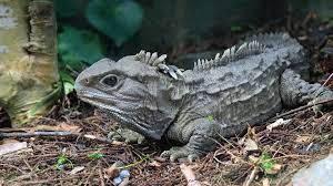 "tuatara" picture