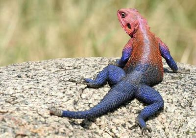 "agama" picture