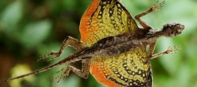 "flying lizard" picture