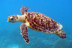 "hawksbill" picture