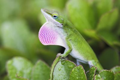 "anole" picture