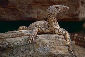 "perentie" picture