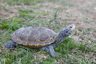 "terrapin" picture