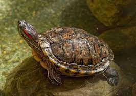 "slider" picture