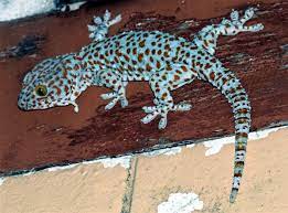 "tokay" picture