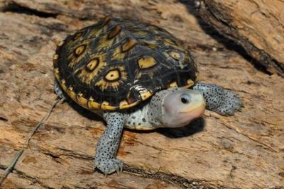 "diamondback terrapin" picture