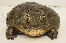 "bullfrog" picture