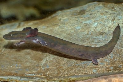 "mudpuppy" picture