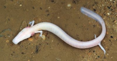 "olm" picture
