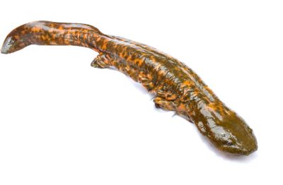 "hellbender" picture