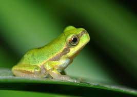 "hyla" picture