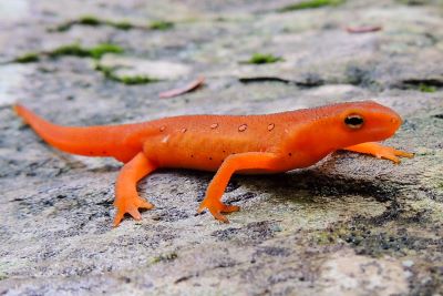 "newt" picture