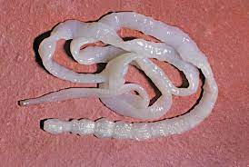 "tapeworm" picture