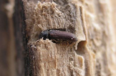 "woodworm" picture
