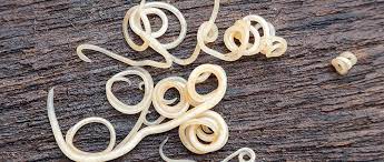 "roundworm" picture