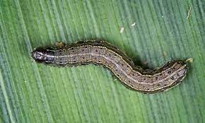 "armyworm" picture