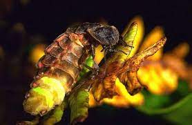 "glowworm" picture