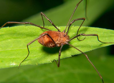 "harvestman" picture