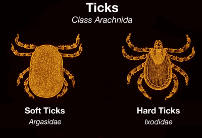 "hard tick" picture