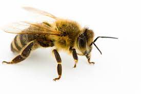 "honeybee" picture