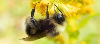 "bumblebee" picture