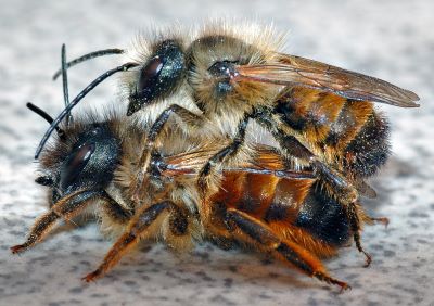 "mason bee" picture