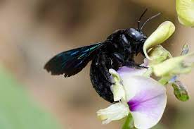 "black bee" picture