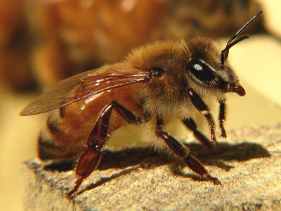 "Italian bee" picture