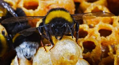 "humblebee" picture