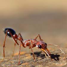 "bulldog ant" picture