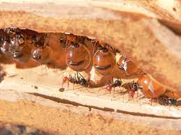 "honeypot ant" picture