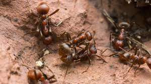 "Amazon ant" picture