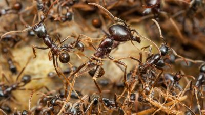 "army ant" picture