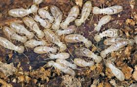 "white ant" picture