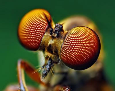 "golden-eyed fly" picture