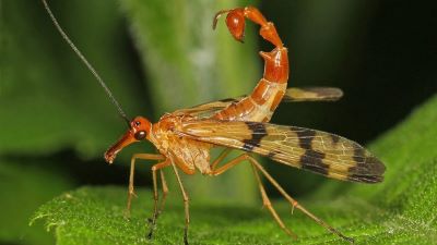 "scorpionfly" picture