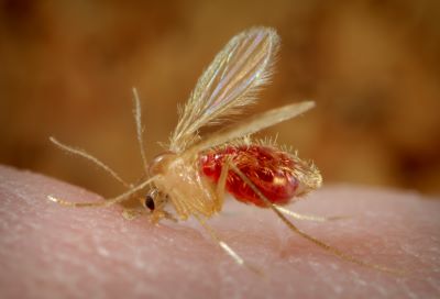 "sandfly" picture