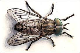 "gadfly" picture