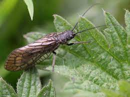 "alderfly" picture