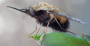 "bee fly" picture