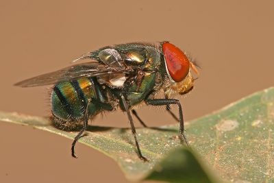 "blowfly" picture