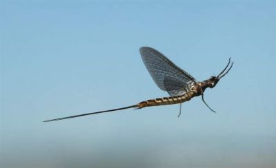 "dayfly" picture