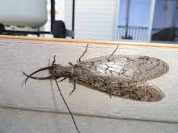 "dobsonfly" picture