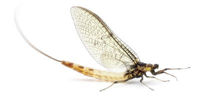 "fish-fly" picture