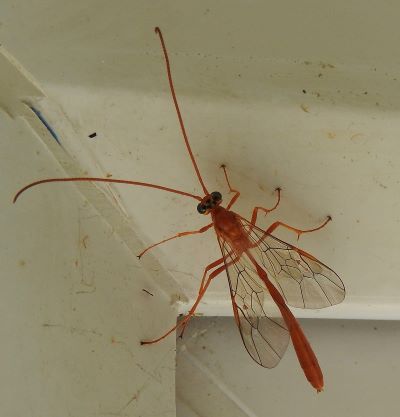 "ichneumon fly" picture