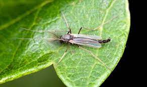 "midge" picture
