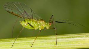 "greenfly" picture