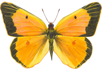 "sulfur butterfly" picture