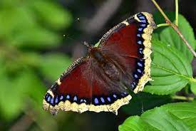 "danaid butterfly" picture