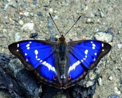 "emperor butterfly" picture